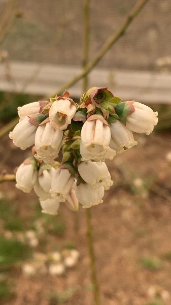 Arandanos en flor