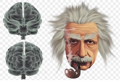 AINSTEIN CEREBRO 